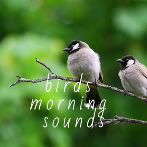 Animal Sounds