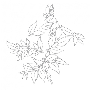 Hedera