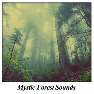 Waldgeraeusche für Kinder zum Entspannen