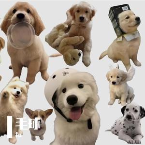 毛球时光