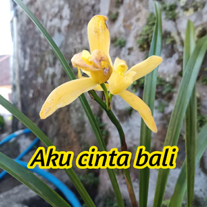 Aku Cinta Bali