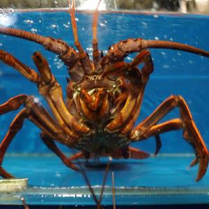 加大码的第三首歌