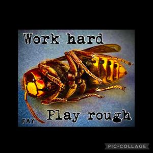 Work hard play rough