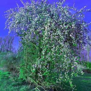 für Dich geb ich alles auf