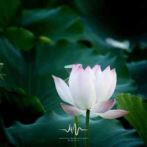 梦香 (深度睡眠古琴曲)