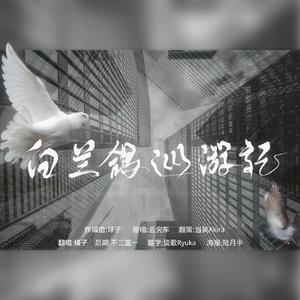 白兰鸽巡游记