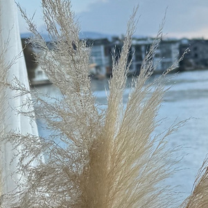 洱海边的幻想