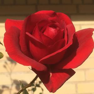 Jeg en vindmølle (dansk edition)