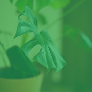 安静的安静的星期日声音