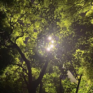 《候鸟与季风》