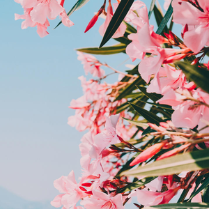 未赴的心动遐想