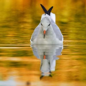 爱的灵感 (71)