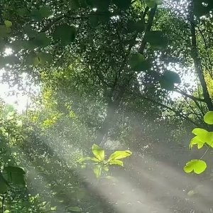 Wunderschöne Waldmusik