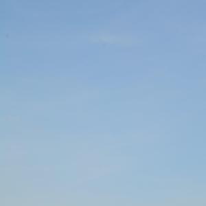 Gaviotas