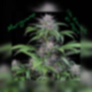 Mariguano