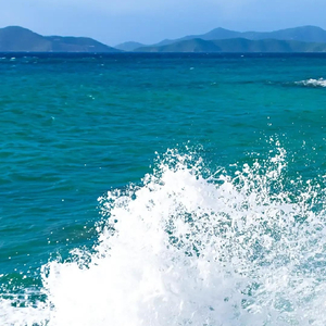 尘埃里开出了花