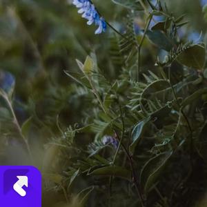 月光下的诗篇 (现场)