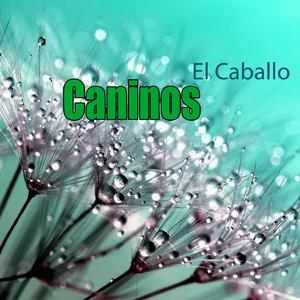 Caliente Como Agua (Bachata)