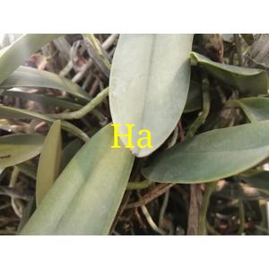 meigi