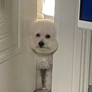 주인님 말을 잘 듣자