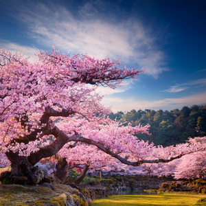 Lofi Calmante Para Una Calma Consciente