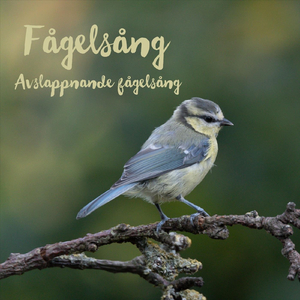 Fågelkvitter vårmorgon insjö