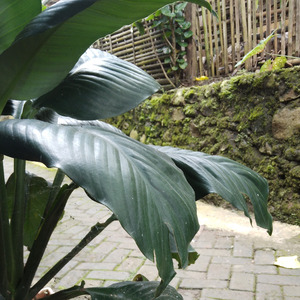 Balonku Kan Datang