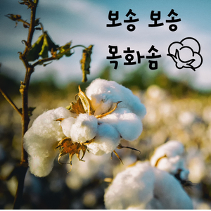 보송보송 목화솜 (영어 Ver.)
