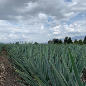 Acenso (Guitar freestyle) (Acoustic Version)