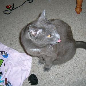 Nintendo Switch Intro (VIP) (VIP)