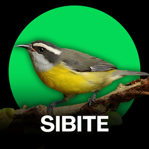 Sibite - Canto Para Esquentar 3