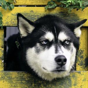 这只伶俐的棕色狐狸跳过一只懒惰的狗