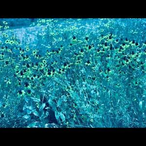 The Blue SunFlower