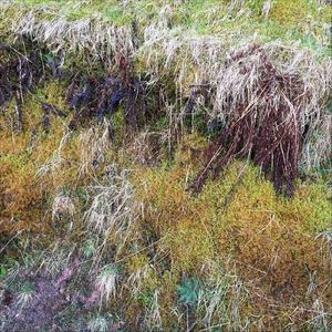 Bog