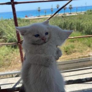 i need u (feat. Chicosharem)