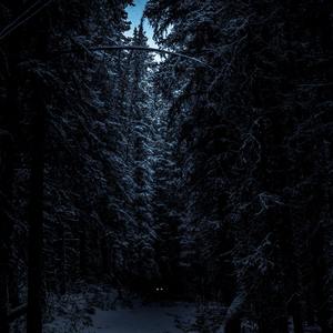 Dark Forest