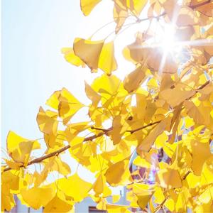 秋の旋律（Prod By Lil Dr）