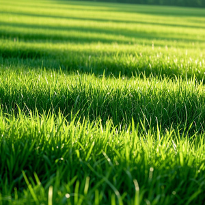 Esculpido Pelas Estrelas