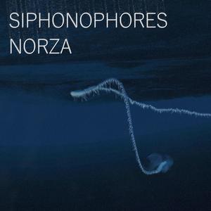 Siphonophores