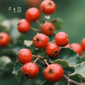 红山果 (Cover 安与骑兵)