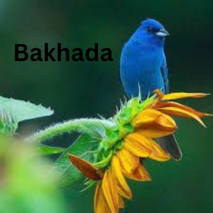 Bakhada