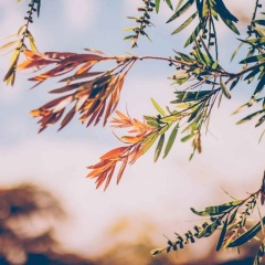 编织治愈梦 (睡前轻音乐)(古筝)