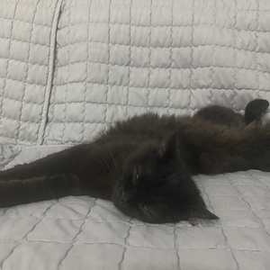 集市的养猫者.-我梦见了你（集市的养猫者. remix）