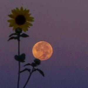 晚风（Cover7copy/BT07）