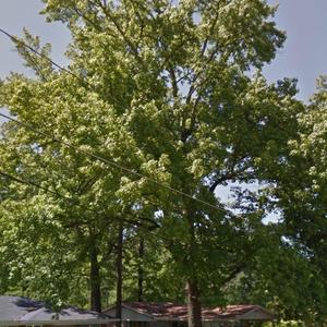 Treehome