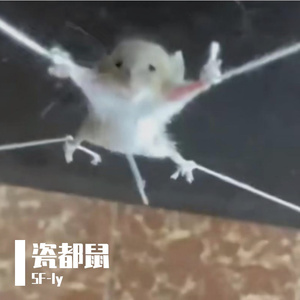 瓷都鼠