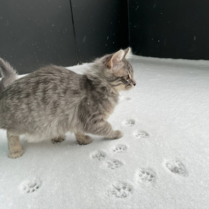 你是我对话框里 那行打不出的字