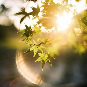 Photon Bloom