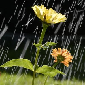 Tears match the weather