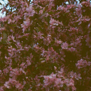 rose // ecclésiaste